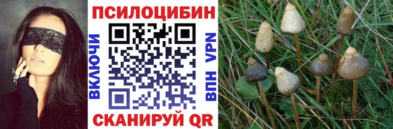 kraken ТОР  Белый  Галлюциногенные грибы Cubensis 